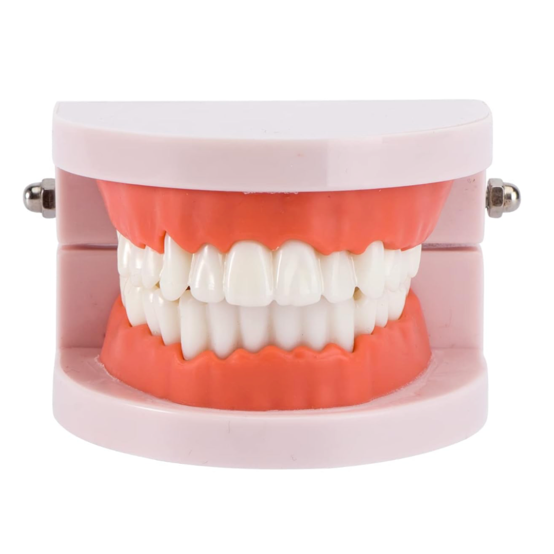 DENTAL MODEL